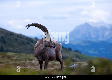 Capra Ibex Steinbock Alpine Ibex Niederhorn Beatenberg Berner Oberland Schweiz männlich Stockfoto