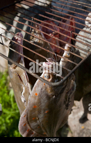 Geräucherte Plattfische Steinbutt und Meer Barsch im Hause gemacht Ofen ausräuchern Stockfoto