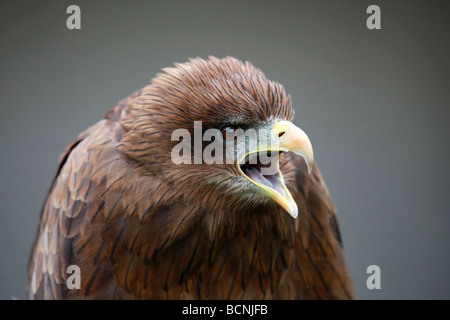 Yellow-billed Kite Stockfoto