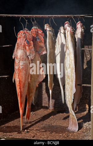 Geräucherte Plattfische Steinbutt und Meer Barsch im Hause gemacht Ofen ausräuchern Stockfoto