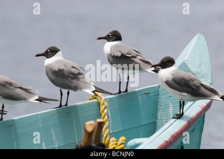 Schwarze Spitze Möwen auf Fischerboot in Soufrière, St. Lucia Stockfoto