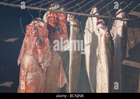 Geräucherte Plattfische Steinbutt und Meer Barsch im Hause gemacht Ofen ausräuchern Stockfoto