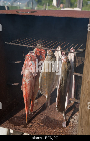 Geräucherte Plattfische Steinbutt und Meer Barsch im Hause gemacht Ofen ausräuchern Stockfoto