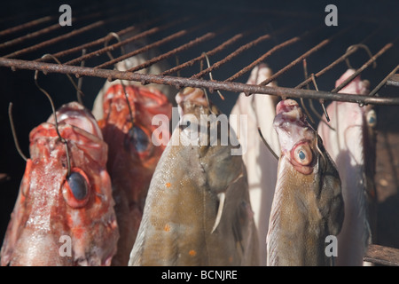 Geräucherte Plattfische Steinbutt und Meer Barsch im Hause gemacht Ofen ausräuchern Stockfoto