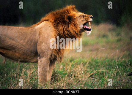Löwe (Panthera leo) brüllt und zeigt am frühen Morgen im Masai Mara Game Reserve, Kenia, eine Reihe mächtiger Hunde Stockfoto