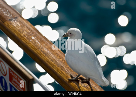 Antarktis Antarctic Sound antarktischen Halbinsel Antarktis U.d verschneiten Scheidenschnabel Vogel ruht auf Reling Stockfoto