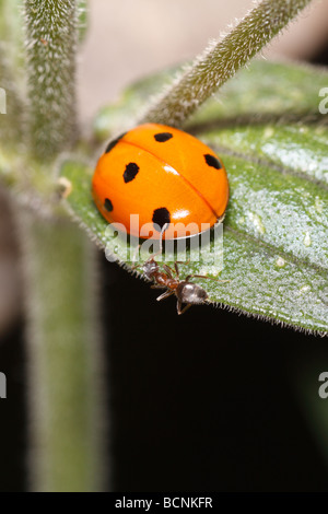 Coccinella Septempunctata, der sieben-Punkt-Marienkäfer, angegriffen durch einen schwarzen Garten Ameisen (Lasius Niger) Stockfoto