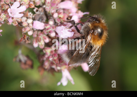 Bombus Hypnorum oder Baum Hummel auf Origanum vulgare Stockfoto