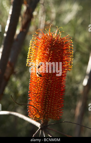 Bottlebrush Morton Nationalpark New South Wales Australien Stockfoto