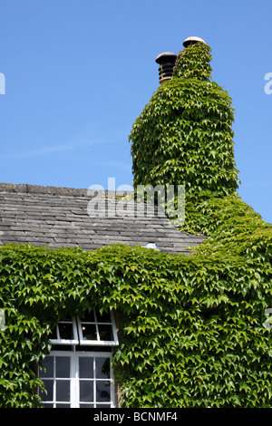 Efeu wächst auf einem Haus. Stockfoto