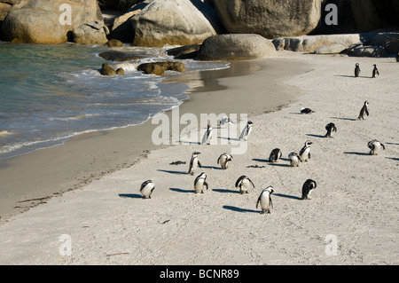 Jackass Pinguine (Spheniscus Demersus) am Boulders Beach in der Nähe von Kapstadt in Südafrika Stockfoto