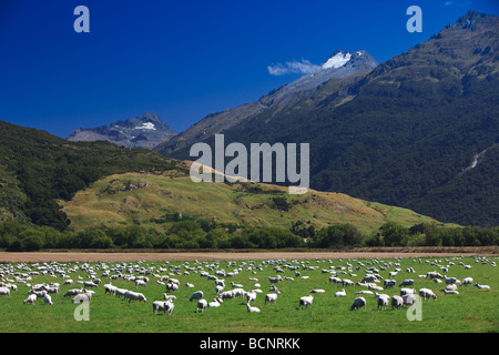 Sheeps Südinsel Neuseeland Stockfoto