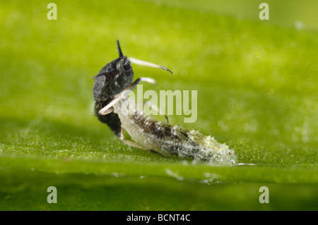 Sehr junge Hoverfly Larven essen eine Blattlaus. Es ist nicht möglich festzustellen, welche Arten der Larve, Leider gehört. Stockfoto