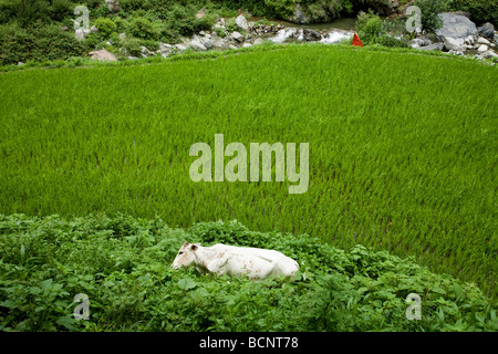 Weiße Kuh in einem Feld an der Straße von Dalhousie nach Chamba hinlegen. Himachal Pradesh. Indien. Stockfoto