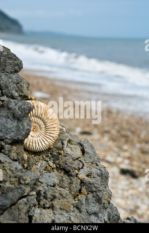 Fossil am Strand Stockfoto