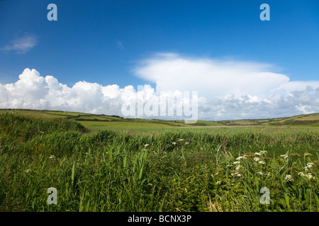 Wildblumen in Schilfbeetes Gunwalloe an sonnigen Sommertag blauer Himmel Sonnenschein Lizard Halbinsel Cornwall England UK GB Vereinigtes Königreich Stockfoto