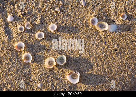 Muscheln am Strand von Luskentyre, auf der Hebridean Insel Harris, Schottland Stockfoto