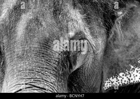 Elefant Stockfoto