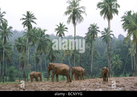 Elefant Stockfoto