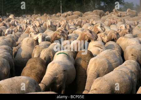 Schafe Stockfoto