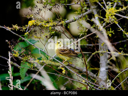 Erwachsenen männlichen Goldammer Emberiza Citrinella thront in Hedge-Gesang auf Territorium Oxfordshire Stockfoto