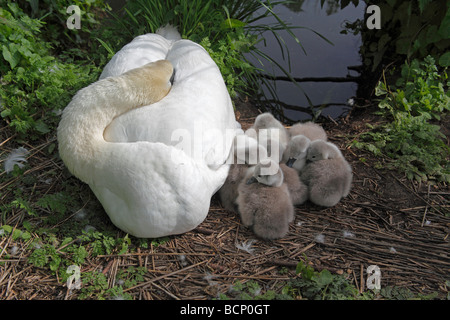 Höckerschwan Cygnus Olor ruhen mit jungen cygnets Stockfoto