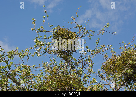 Mistel Viscum Album auf Apfelbaum wächst Stockfoto