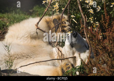 Mercedes weiblichen Eisbären im Zoo von Edinburgh vor ihr erholsamen Norden ans Highland Wildlife Park Stockfoto