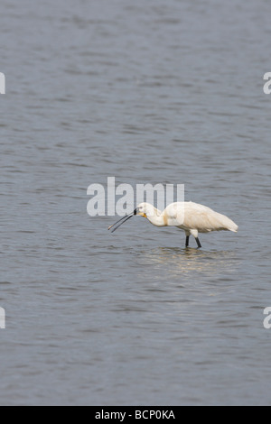 Löffler-Platalea Leucorodia Fütterung im seichten Wasser Stockfoto