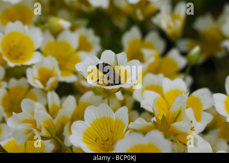 Honig Biene Apis Melifera nehmen Nektar aus pochiertem Ei Pflanze Blume Stockfoto