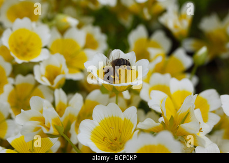 Honig Biene Apis Melifera nehmen Nektar aus pochiertem Ei Pflanze Blume Stockfoto