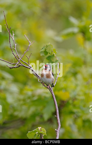 Stieglitz Zuchtjahr Zuchtjahr hocken auf Hasel Zweig Stockfoto