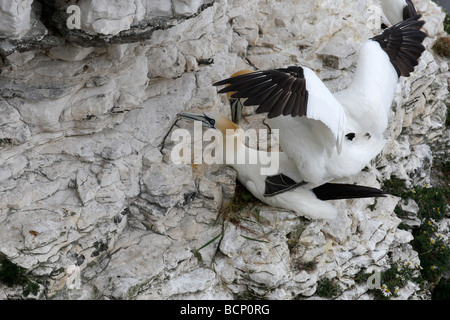 Gannet Sulu Bassana paar Paarung auf Verschachtelung Sims Stockfoto