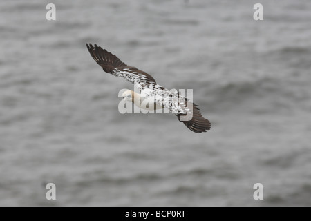 Gannet Sulu Bassana im Flug Stockfoto