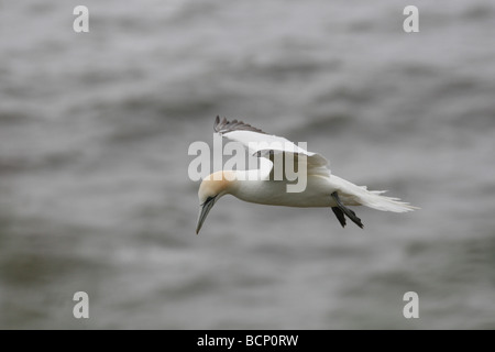 Gannet Sulu Bassana im Flug Stockfoto