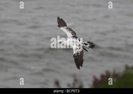 Gannet Sulu Bassana erste Jahr Erwachsenen im Flug Stockfoto