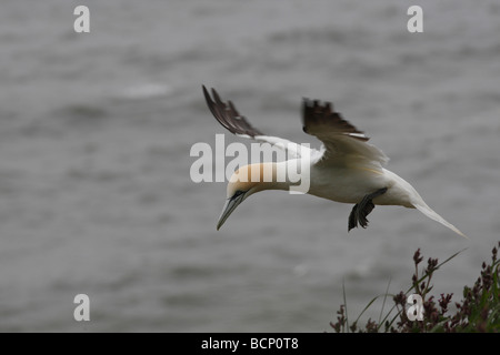 Gannet Sulu Bassana hereinkommen zu landen Stockfoto