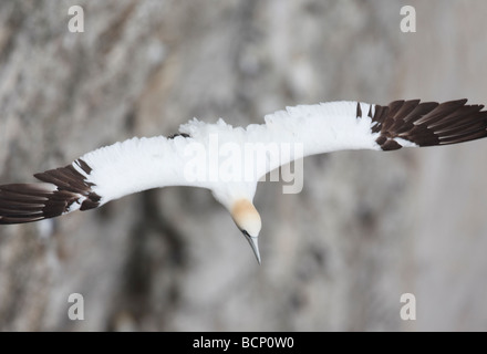 Gannet Sulu Bassana im Flug Draufsicht Stockfoto