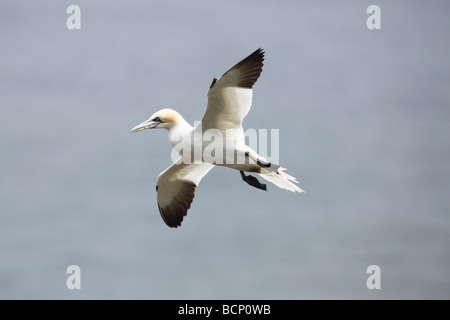 Gannet Sulu Bassana im Flug Stockfoto