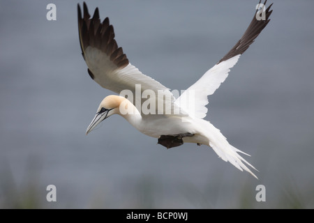 Gannet Sulu Bassana im Flug Stockfoto