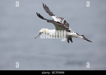 Gannet Sulu Bassana erste Jahr Erwachsenen kommen, um zu landen Stockfoto