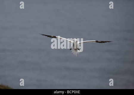 Gannet Sula Bassana im Flug Stockfoto