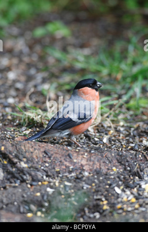 Gimpel Pyrrhula Pyrrhula Männchen ernähren sich von Boden Stockfoto