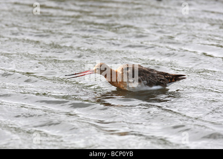 schwarz angebundene Uferschnepfe Limosa Limosa weibliche Fütterung im seichten Wasser Stockfoto