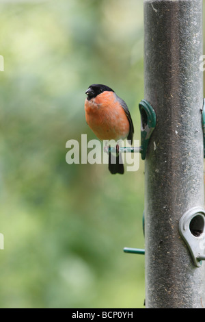 Gimpel Pyrrhula Pyrrhula männlich auf Saatgut feeder Stockfoto