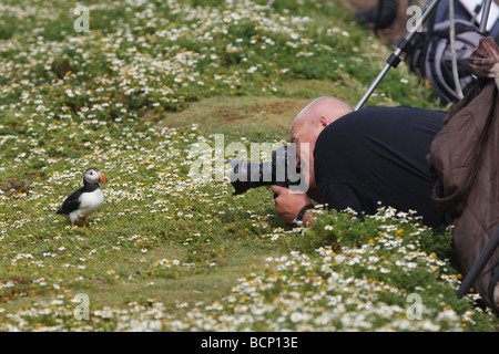 Papageientaucher auf Skomer Island fotografieren Stockfoto