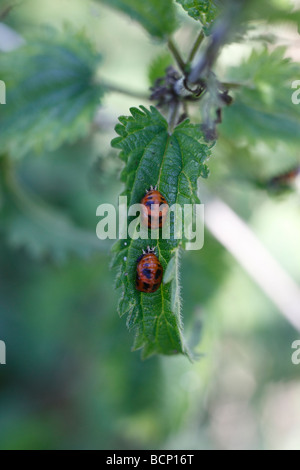 Sieben vor Ort Marienkäfer Coccinella 7 Trommler Puppen auf Nessel Stockfoto