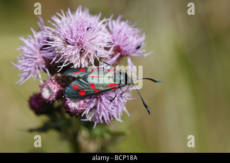 Sechs spot Burnet Zygaena Filipendulae auf Distel Blume Stockfoto
