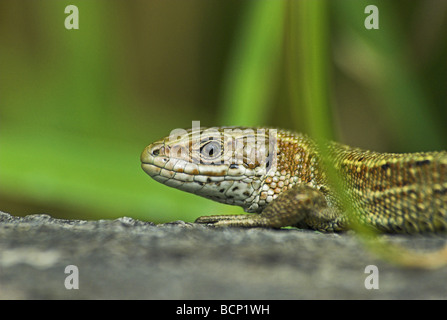 Nahaufnahme von einem gemeinsamen Lizard(lacerta vivipara) sonnen sich auf einem Baumstamm Stockfoto