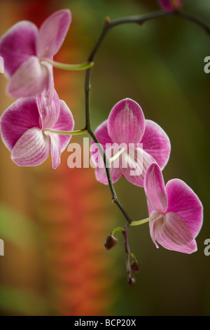 Rosa Blüten einer Orchidee (Phalaenopsis), Bali, Indonesien Stockfoto